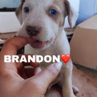 Ficha de Brandon