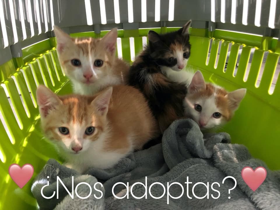 Nuevo rescate: Lindos mininos en adopción ? Vitto, Jerry, Pocoyo y Poppy