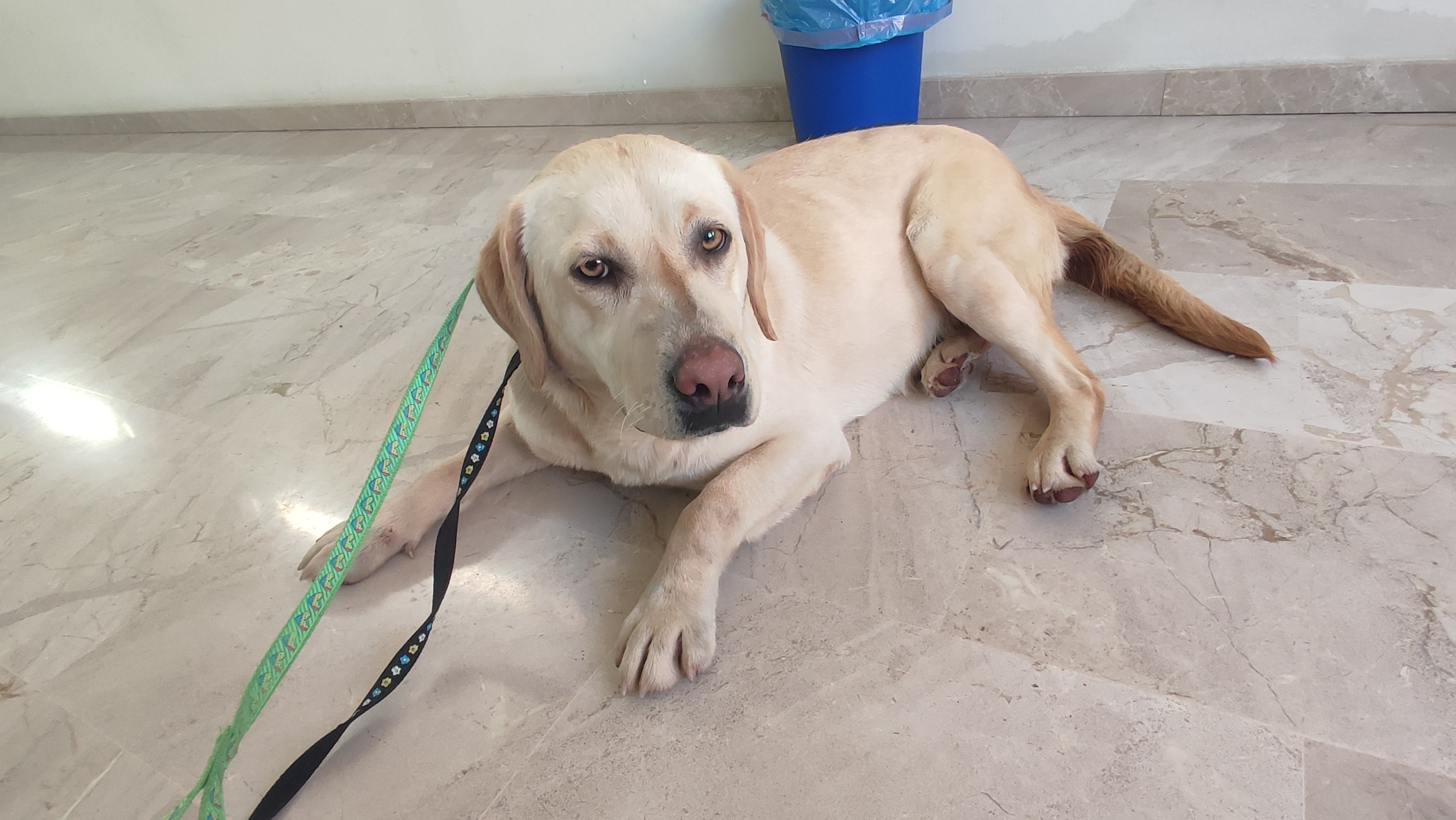 Nuevo rescate: Willy, un cachorrón abandonado en una plaza